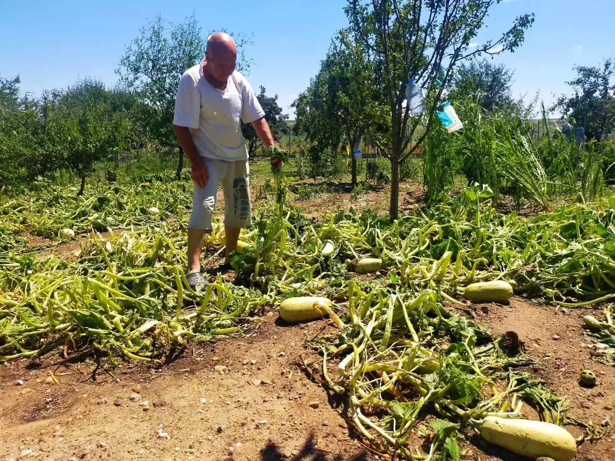 Edirne\'de sağanak ve dolu tarım alanlarına zarar verdi