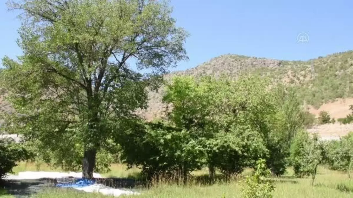 GÜMÜŞHANE - Dutun pekmez ve pestile yolculuğu başladı