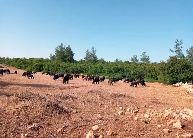 Hırsızlar çobanın keçileri ile birlikte hayallerini de çaldılar