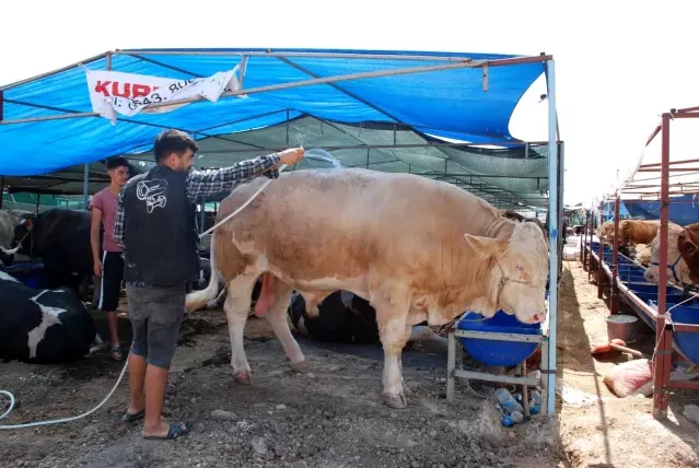 İzmir'de kurban pazarı hareketliliği