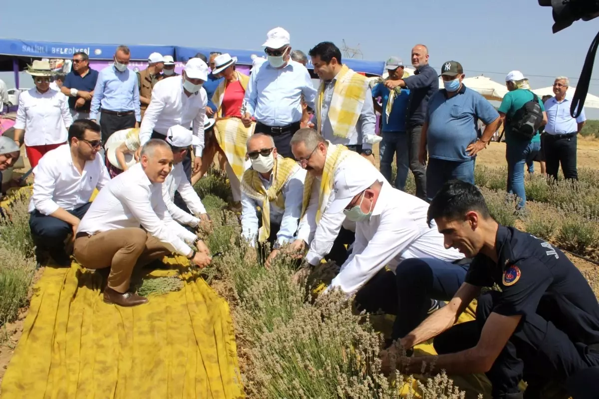 Manisa\'da lavanta hasat şöleni