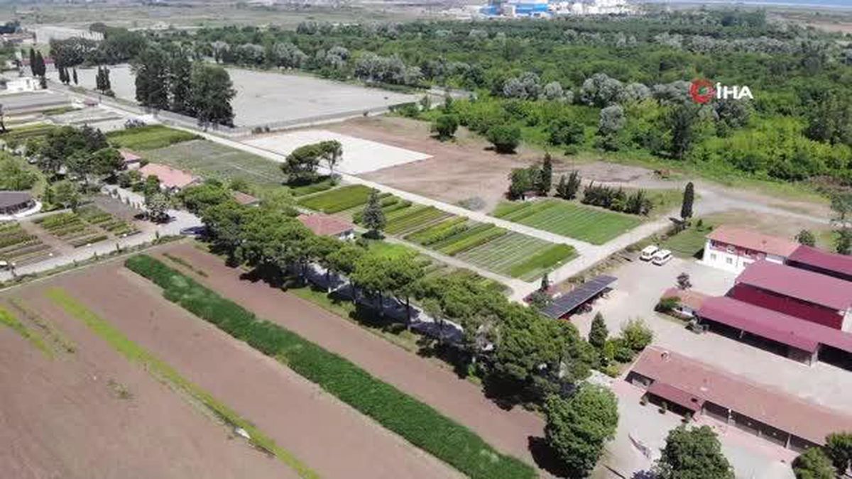 Samsun yılda 134 türde 10 milyon fidan üreterek Türkiye'yi yeşillendiriyor