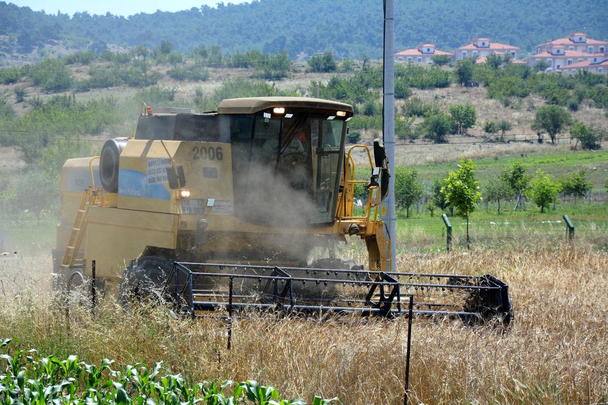 Sındırgı Karakılçık buğdayında yıllar sonra ilk hasat gerçekleşti