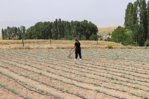 Tarım için bankacılığı bırakan Aylin'in hedefi, ölmez otu yağı ihracatı