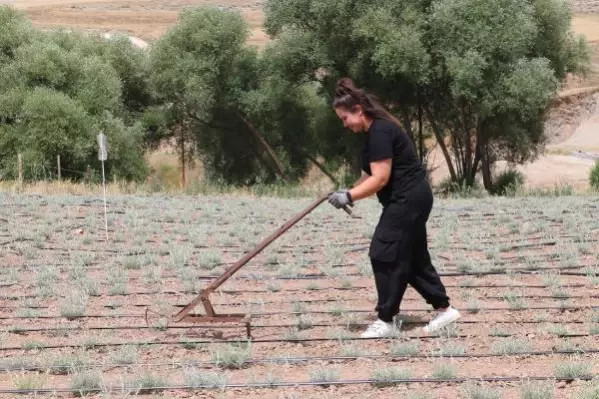 Tarım için bankacılığı bırakan Aylin'in hedefi, ölmez otu yağı ihracatı