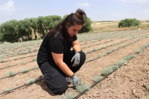 Tarım için bankacılığı bırakan Aylin'in hedefi, ölmez otu yağı ihracatı