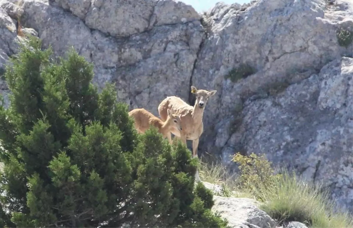 Anadolu yaban koyunlarının ilk yavruları hayata merhaba dedi