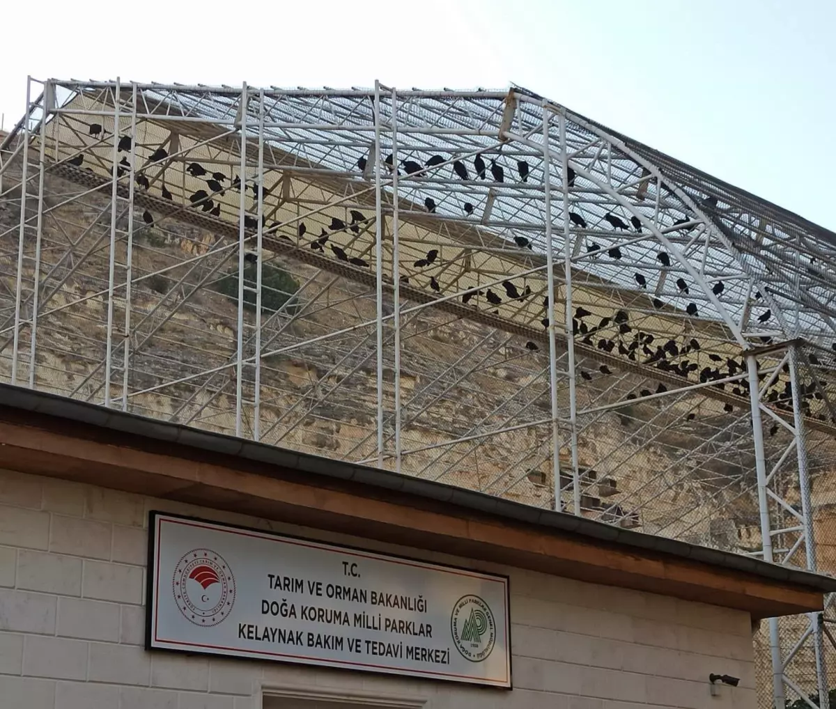 "Bereketin sembolü" kelaynakların sayısı 325\'e ulaştı