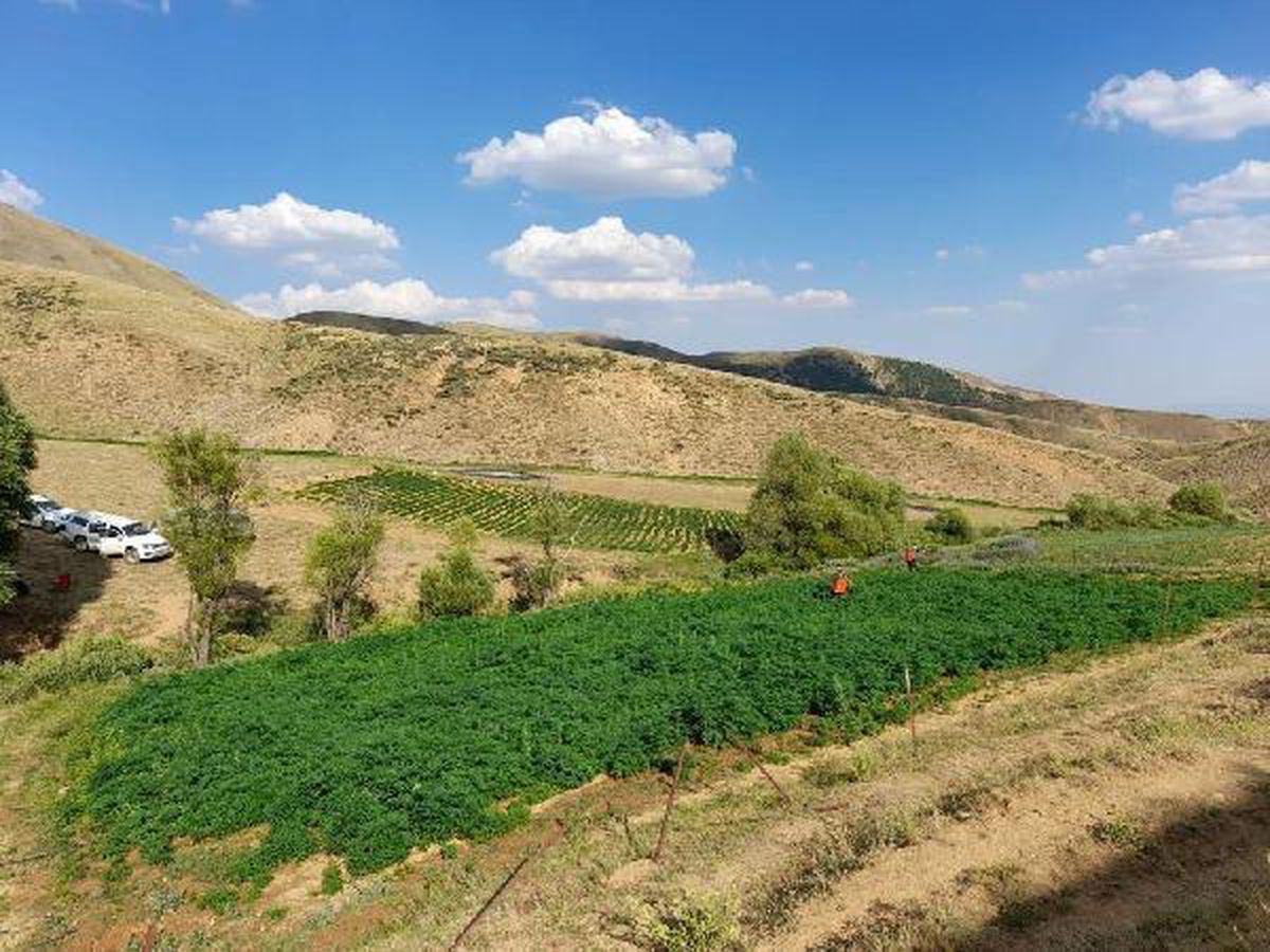 İçişleri: Bingöl\'de 15 milyon kök kenevir ele geçirildi