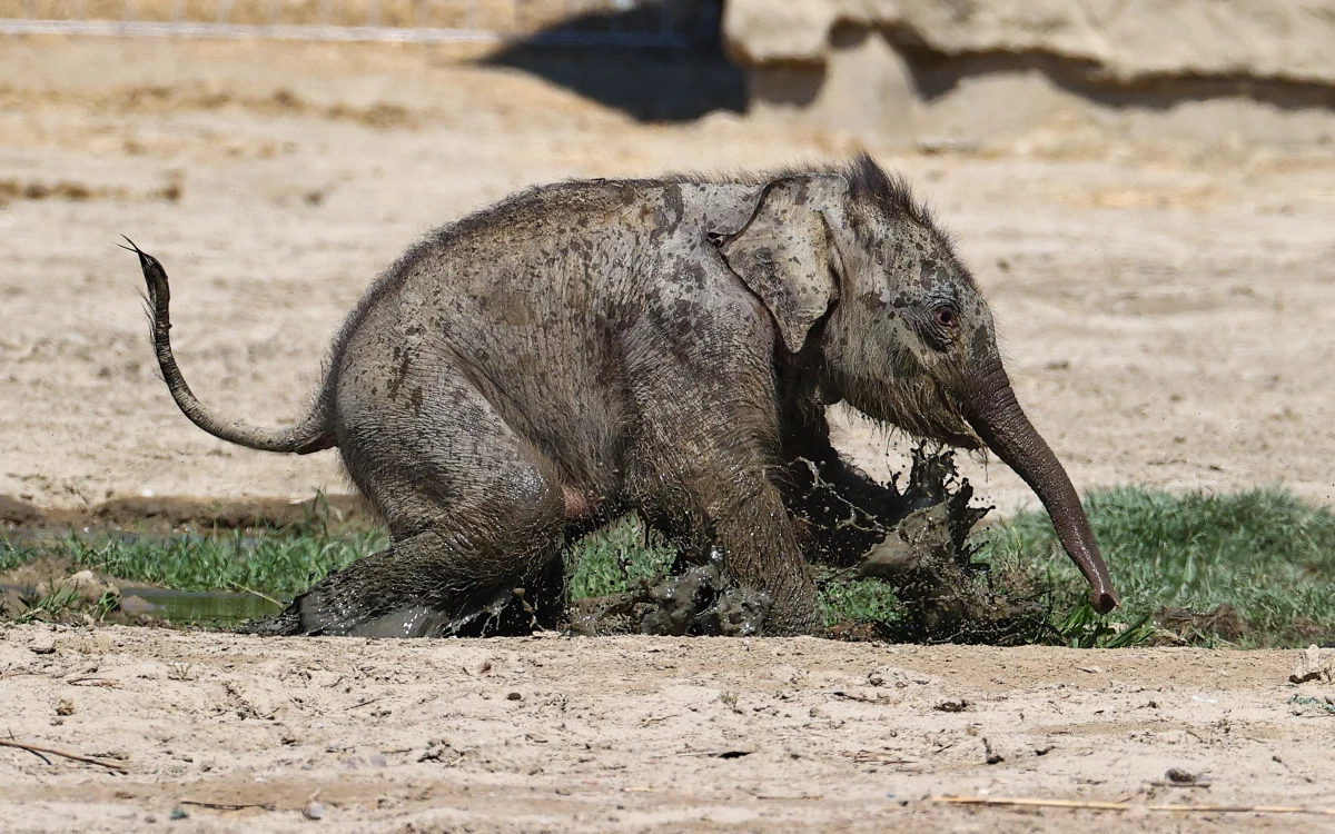 İzmir Doğal Yaşam Parkı\'nda dünyaya gelen yavru fil ilk kez bahçeye çıkarıldı