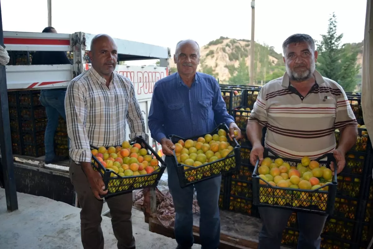 Korkuteli\'de hasadına başlanan kayısının ilk ihracatı gerçekleştirildi