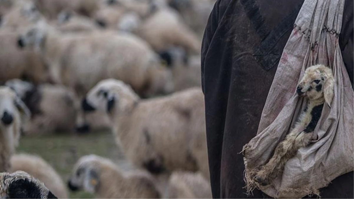 Talihsiz çoban, yıldırım çarpması sonucu yaşamını yitirdi
