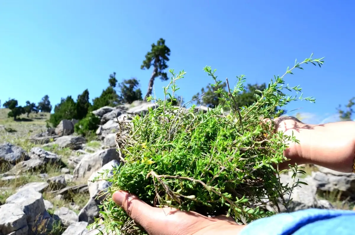 Toros Dağları\'nın kekiği her derde deva