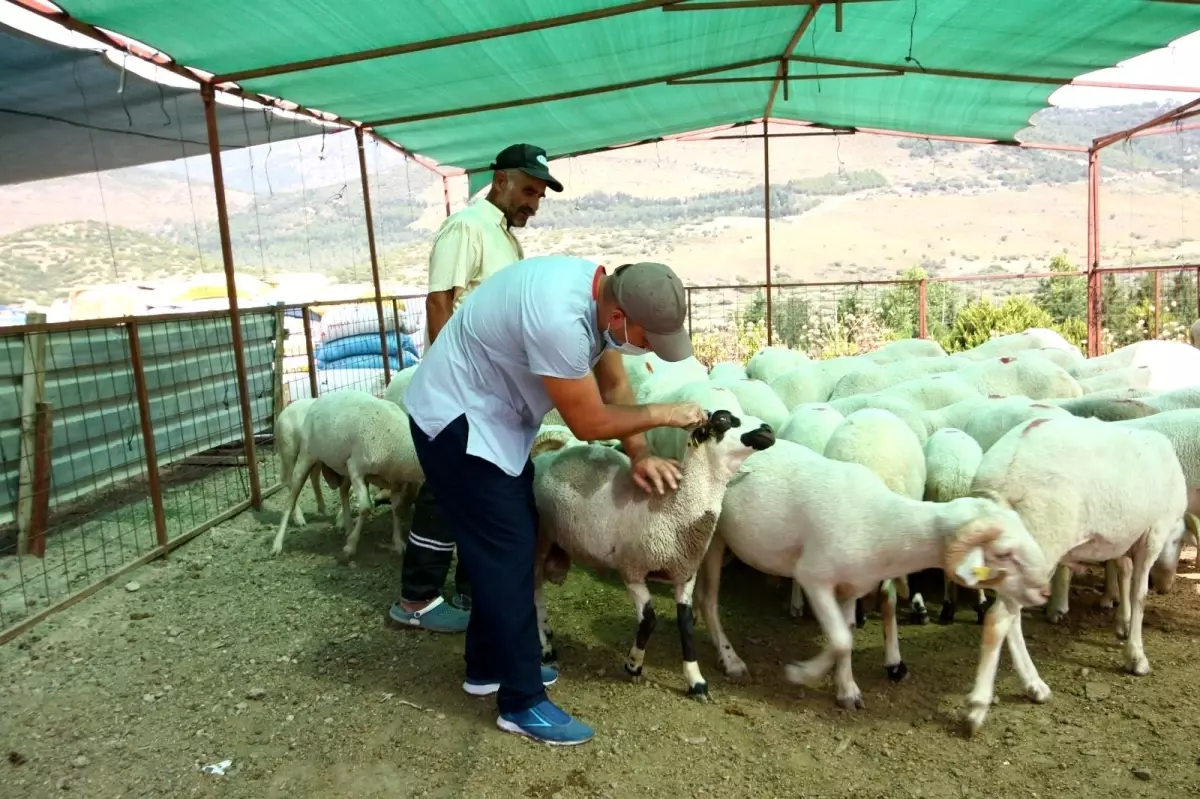 Bayraklı kurban satış yeri Kurban Bayramına hazır