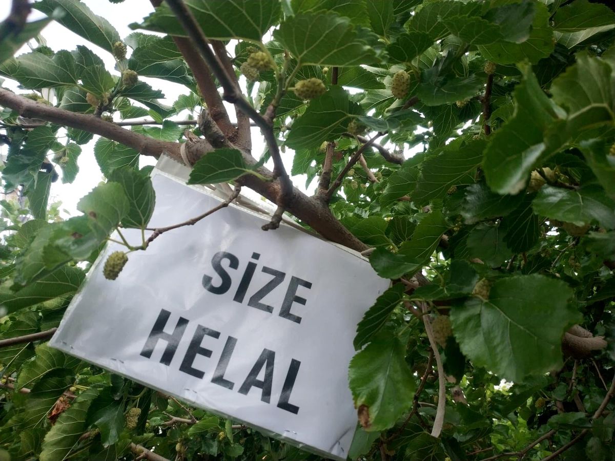 Görenler rahatça dut yiyebilsin diye ağacına \'size helal\' yazısı astı
