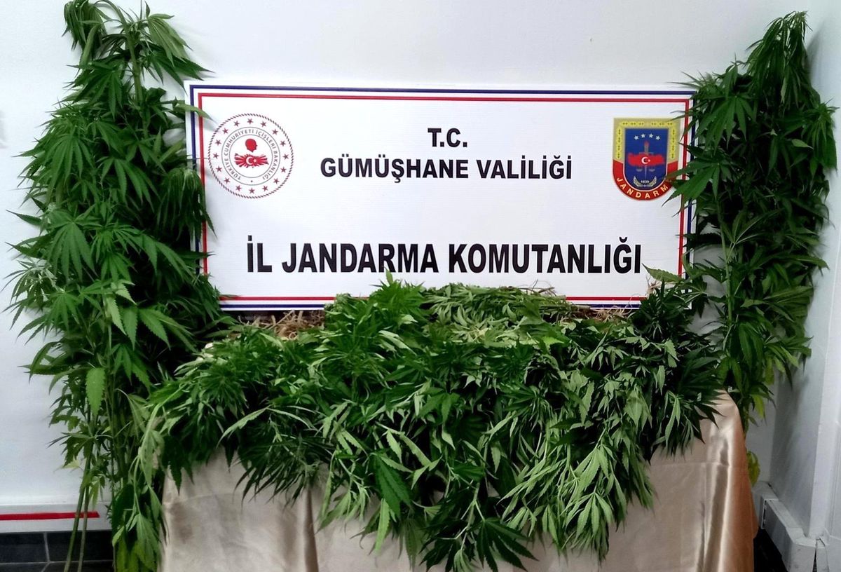 Gümüşhane\'de Jandarma kenevir yetiştiricilerine göz açtırmıyor