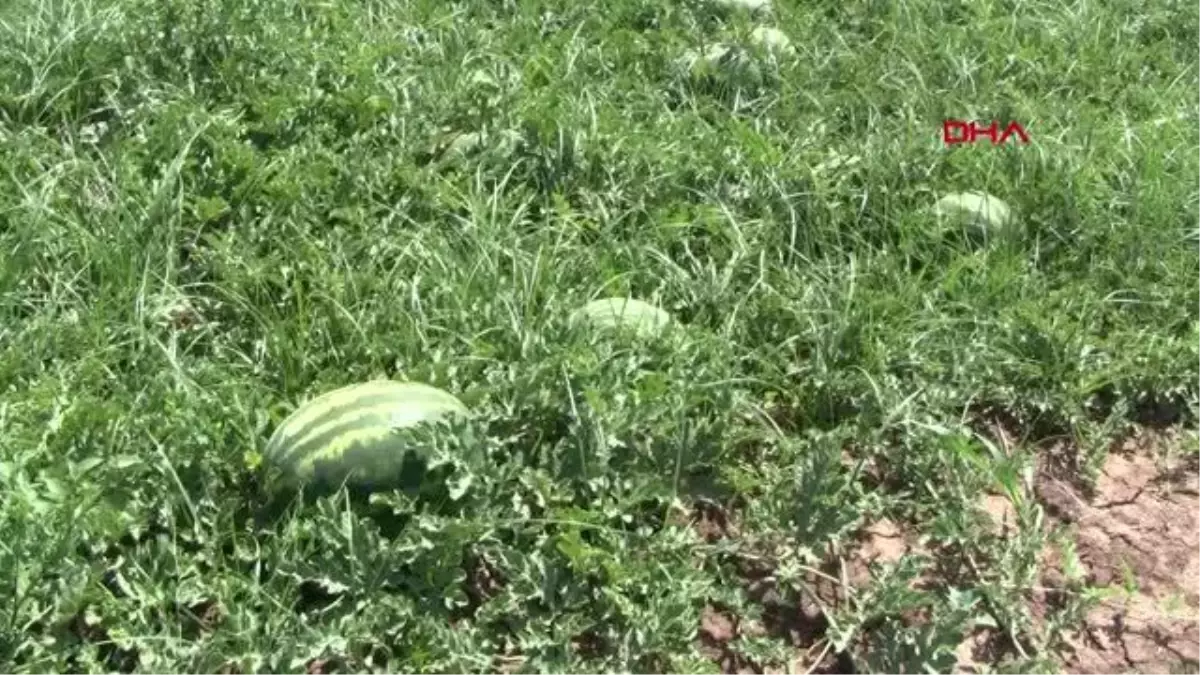 KARACABEY\'DE KARPUZ HASADI BAŞLIYOR