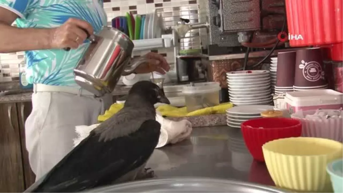 Kaşıkla yemek verilen, enjektörle su içirilen yavru karga, kafede masalara da misafir oluyor