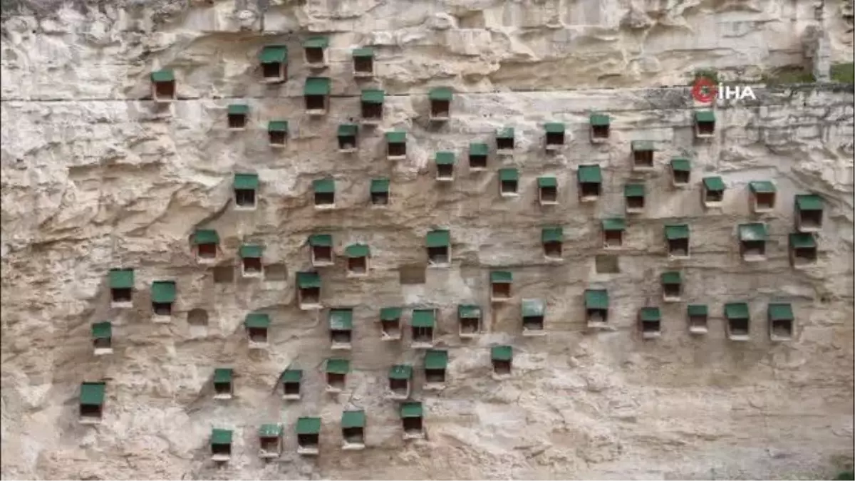 Kelaynak sayısı rekor kırdı