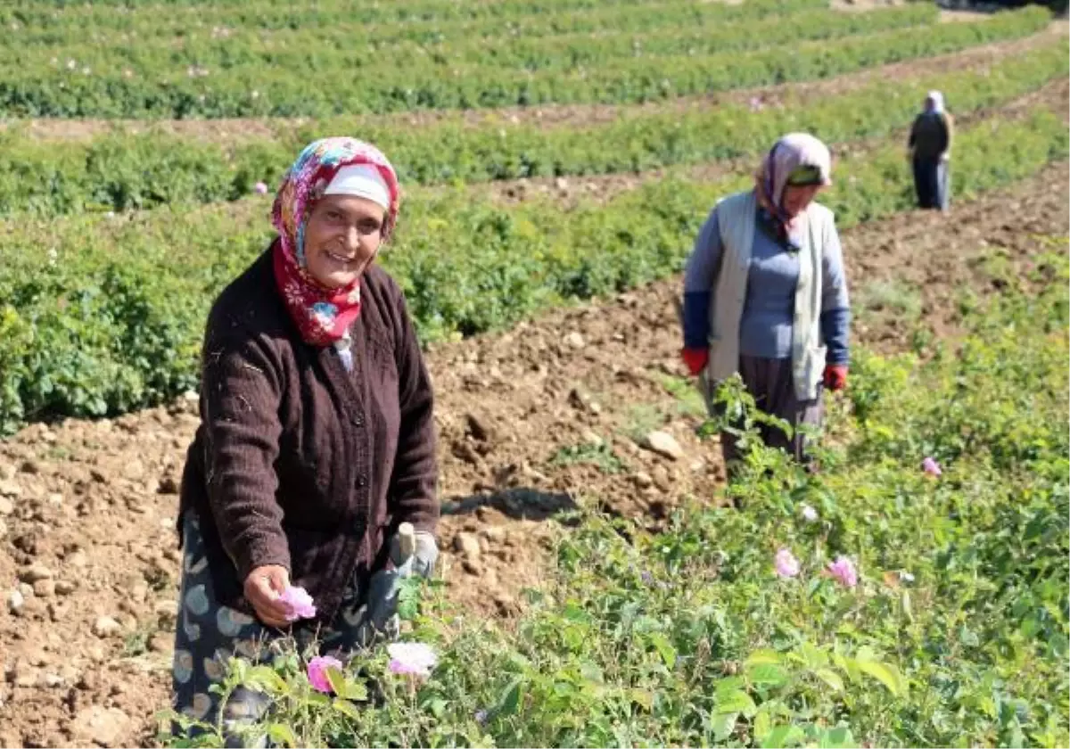 KURAKLIK NEDENİYLE GÜL REKOLTESİ YARI YARIYA DÜŞTÜ