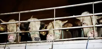 Kurbanlık hayvanların İstanbul'a girişi başladı