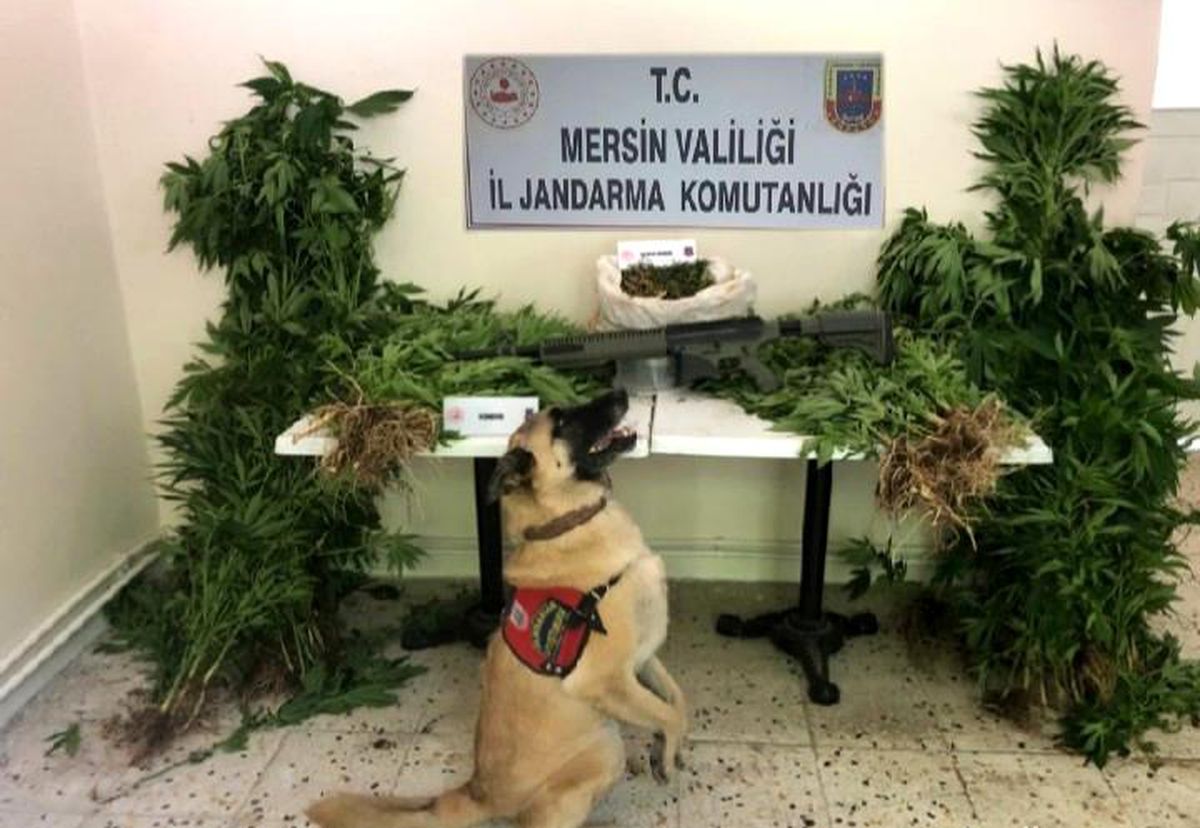 Mersin\'de 784 kök kenevir bitkisi ele geçirildi