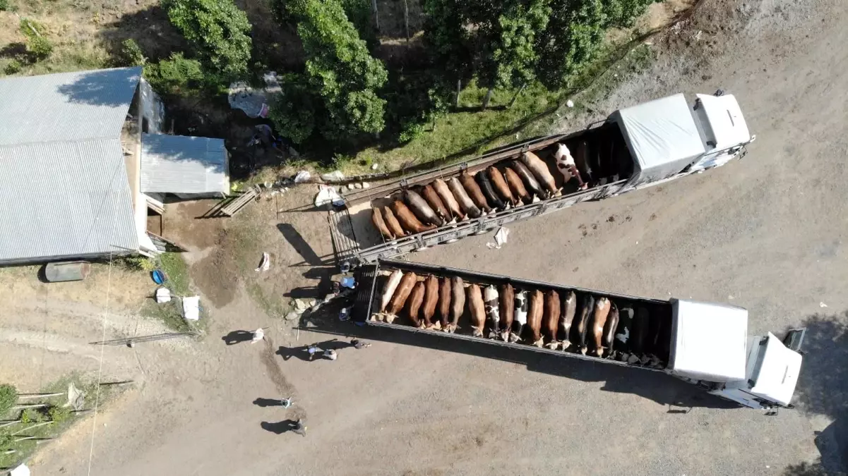 Muş\'tan Batı illerine kurbanlık sevkiyatı başladı