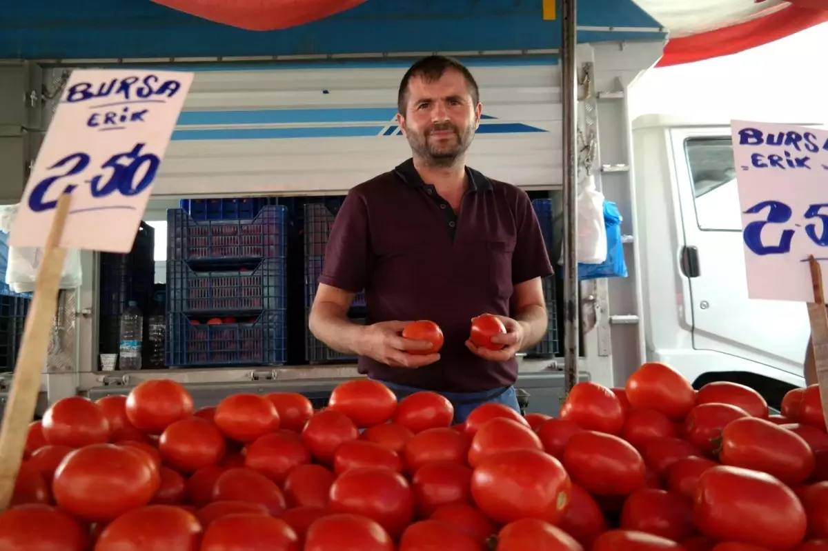 Tarla domatesi sezonu açıldı