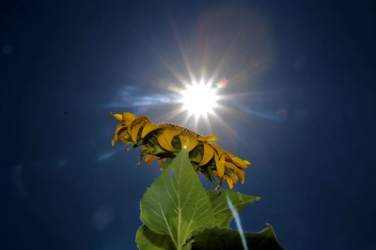 Basınçlı sulama sistemine geçip 4 bin dönüme ayçiçeği ekti, gören Trakya zannetti