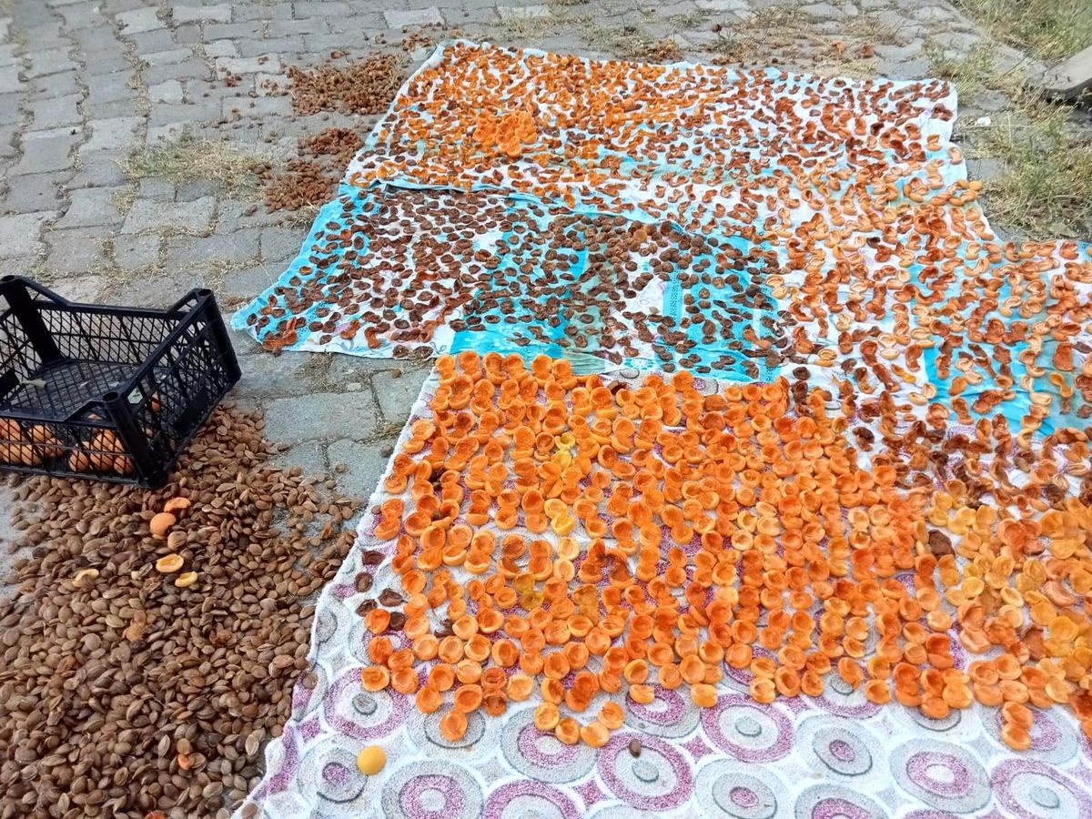 Bitlis\'te kayısı hasadı başladı
