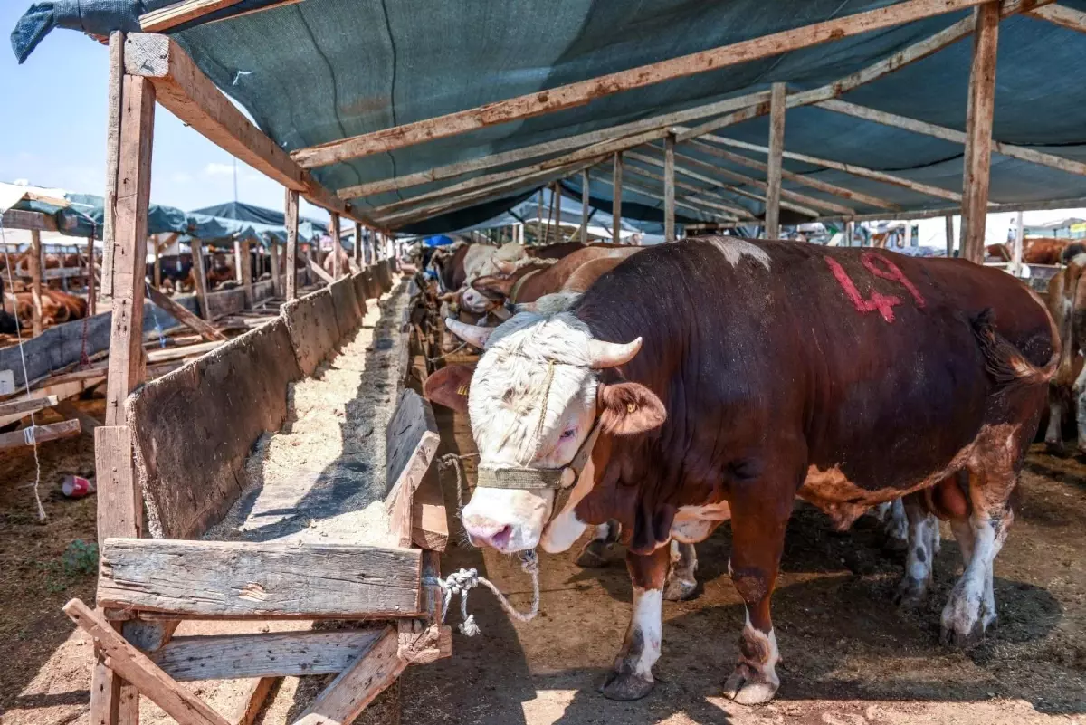 Kepez\'de kurban satış ve kesim yerleri belli oldu