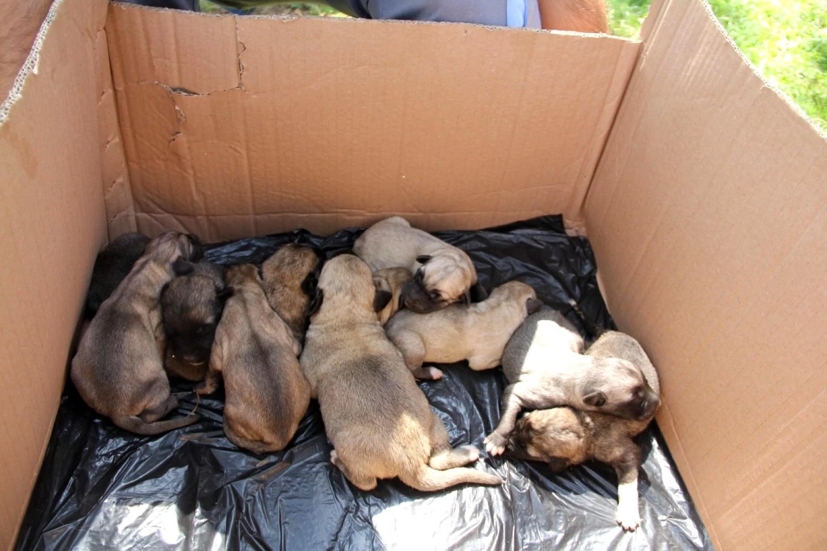 Son dakika: Otobüs çarpan hamile köpek hayatını kaybetti, yavruları kurtarıldı