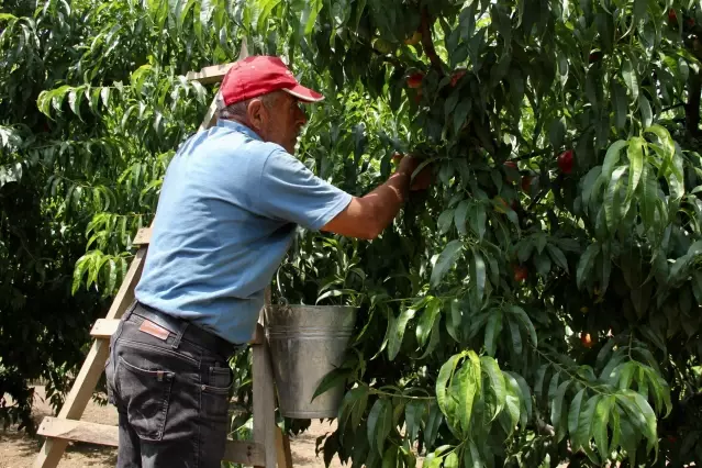 Rekoltesi düşen Bursa şeftalisinde fiyatlar üreticiyi memnun etti