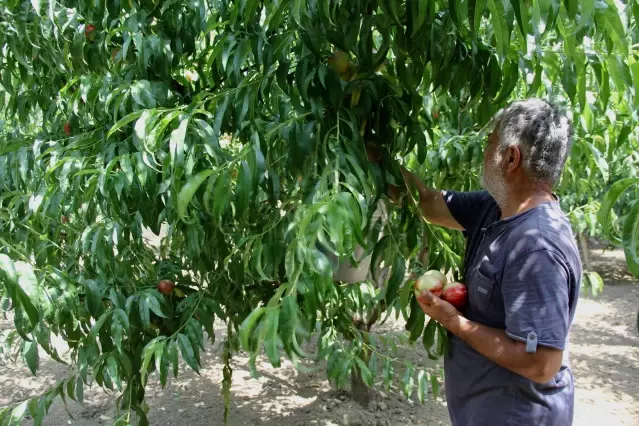 Rekoltesi düşen Bursa şeftalisinde fiyatlar üreticiyi memnun etti