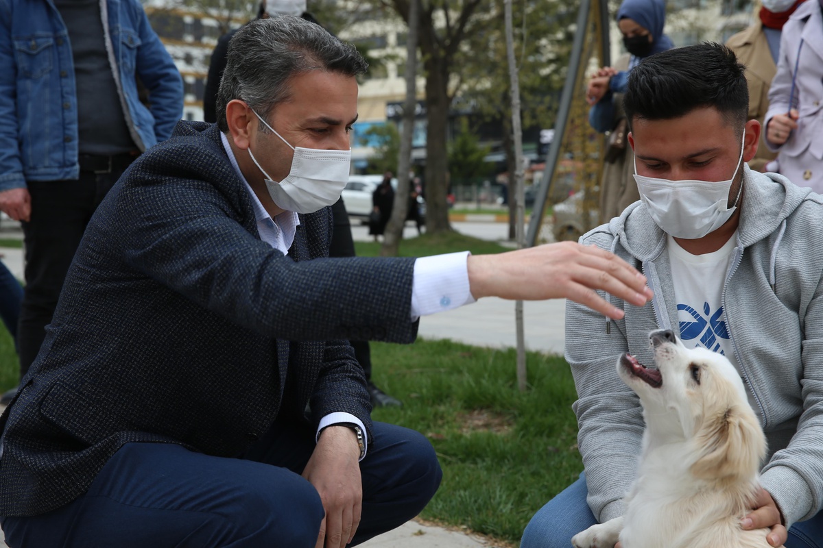 Tokat\'ta uygulanacak proje ile sokak hayvanları rehabilite edilecek