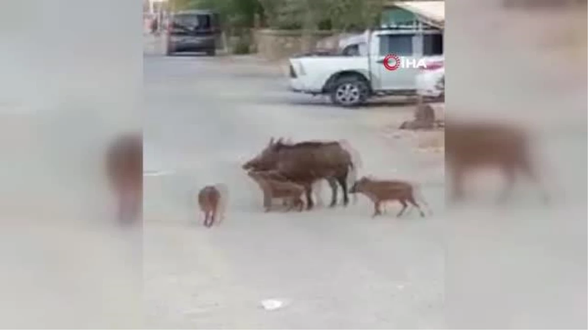 Turistik ilçedeki domuz sürüsü şaşırttı
