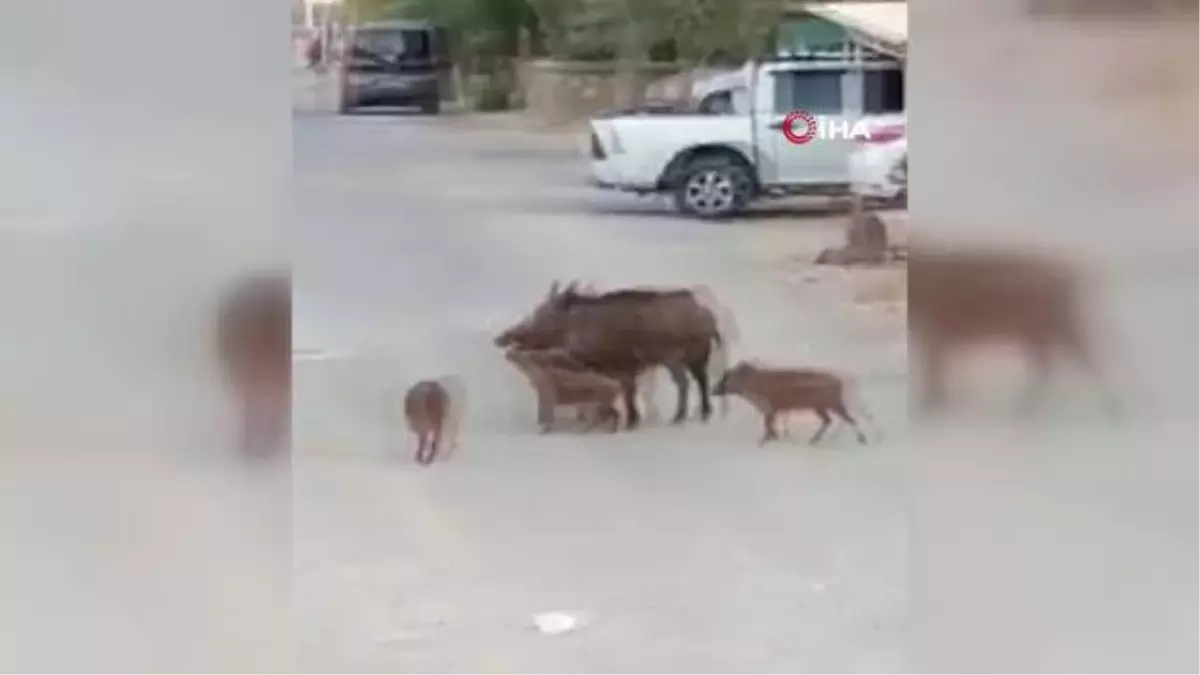 Turistik ilçedeki domuz sürüsü şaşırttı