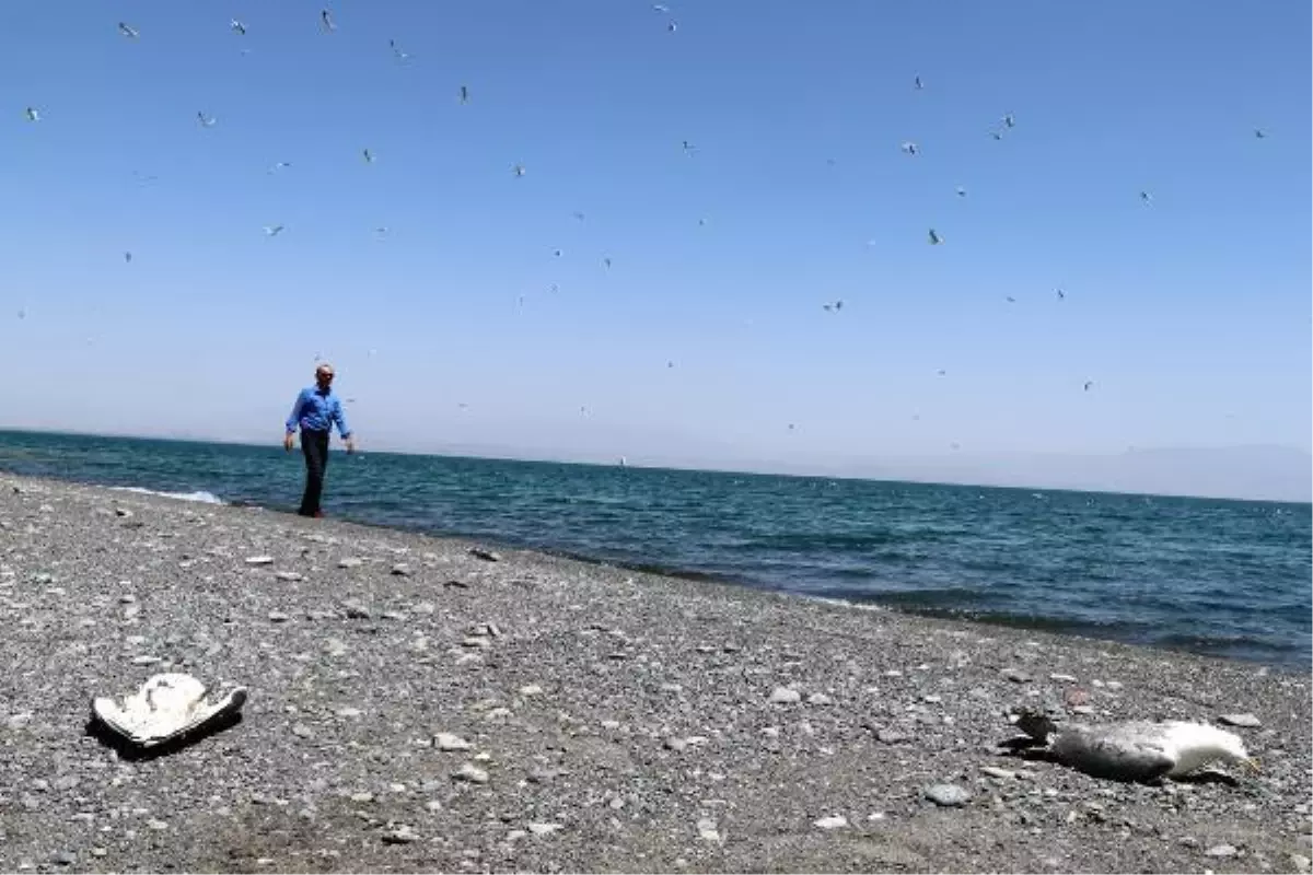 Son Dakika | VAN GÖLÜ HAVZASINDA TOPLU MARTI ÖLÜMLERİ BAŞLADI