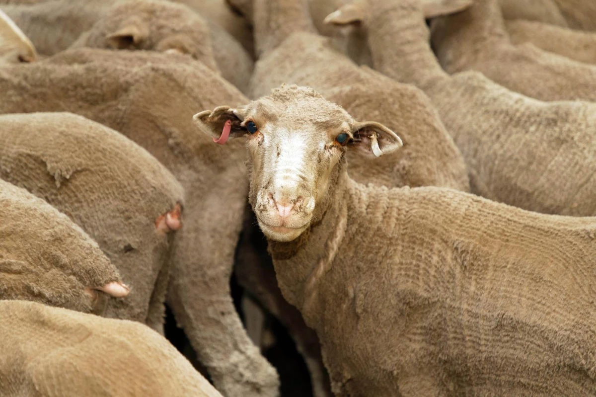 Yeni Zelanda\'da 226 koyuna hastalık nedeniyle ötenazi yapıldı