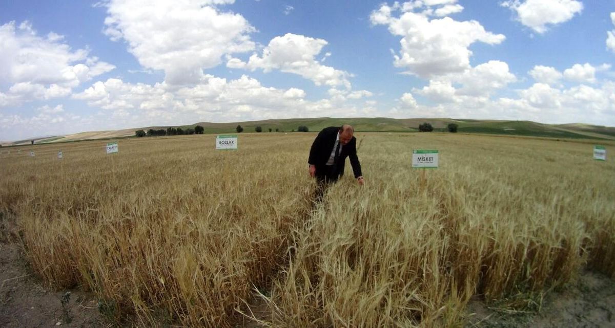Yozgat\'ta milli buğday ve arpa çeşitleri çiftçiye tanıtıldı