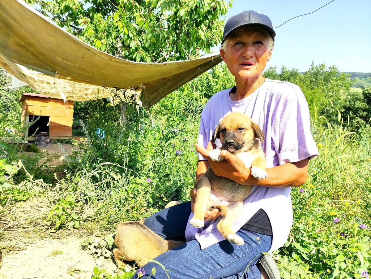 Zehirlenen sakat ve hasta köpeklerinin başında göz yaşı döktü