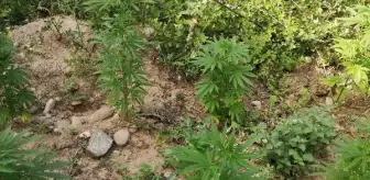 Son dakika gündem: Zeytinlikte kenevir yetiştiren şüpheliye gözaltı