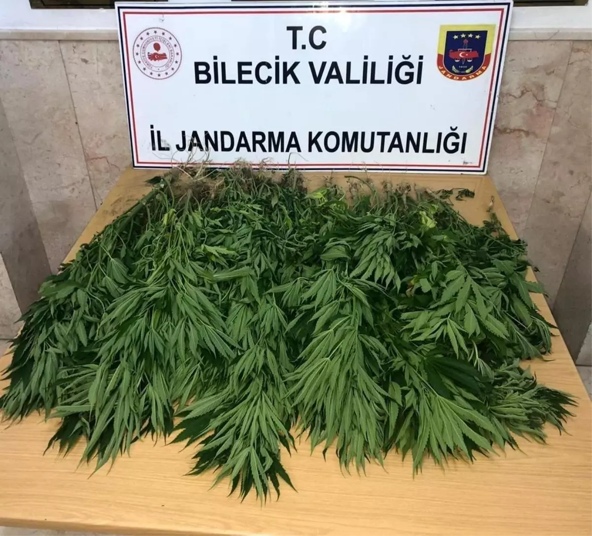 Bal kabağı tarlası içine kenevir bitkisi diken şahıs yakalandı