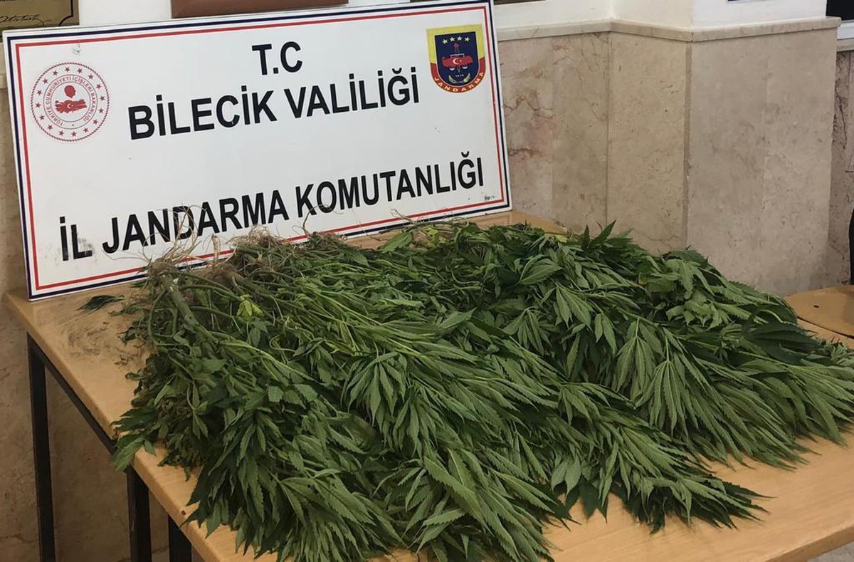 Bilecik\'te kabak tarlasına Hint keneviri eken kişi yakalandı