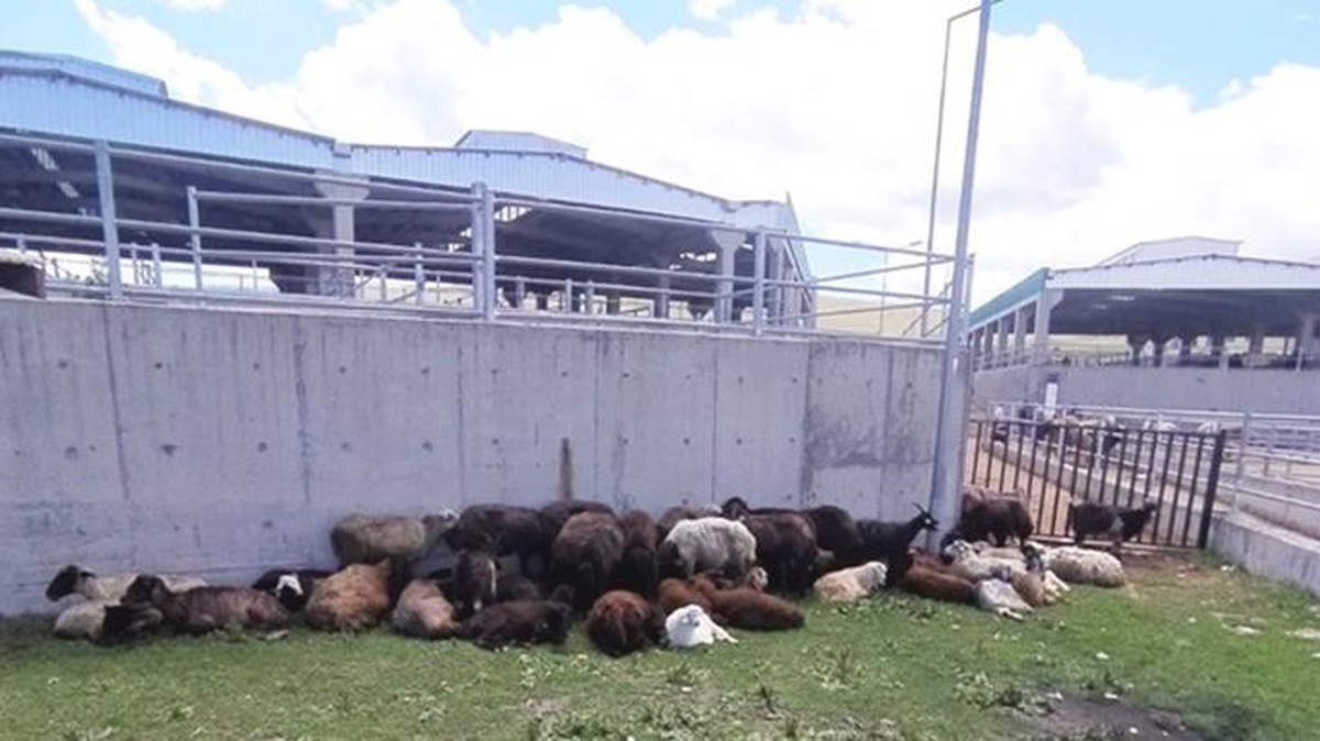 Gerçek çok başkaymış! 99 koyunu çalındı zannedip ihbarda bulundu, hayvanları oğlunun sattığı ortaya çıktı