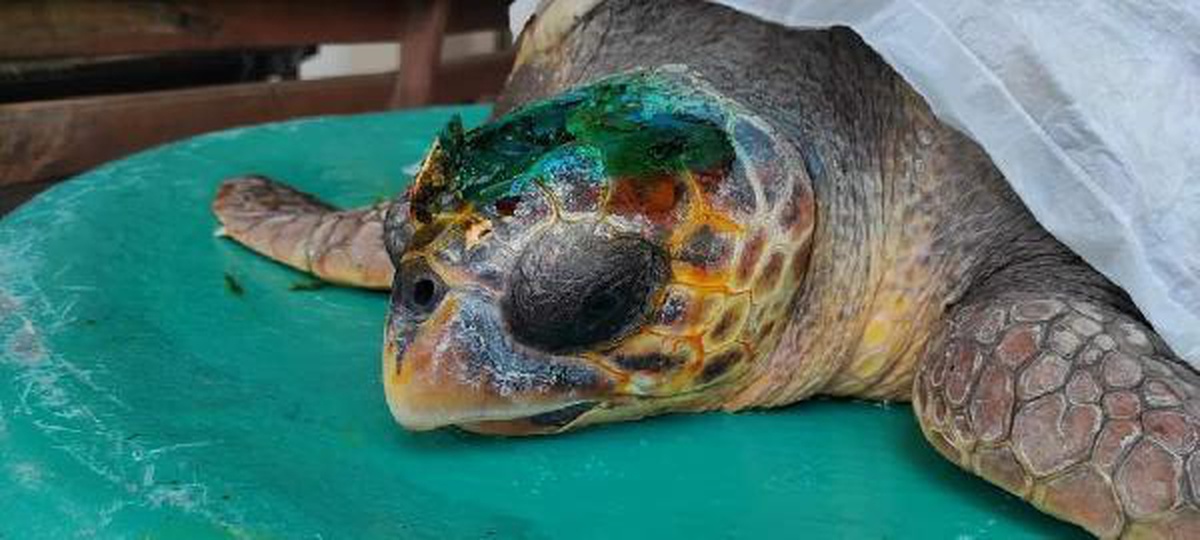 Çanakkale\'de yaralı caretta caretta tedaviye alındı