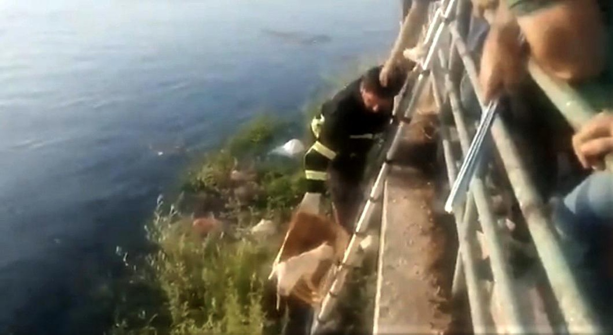 Fırat Nehri\'ne düşen kedi meyve kasasıyla kurtarıldı