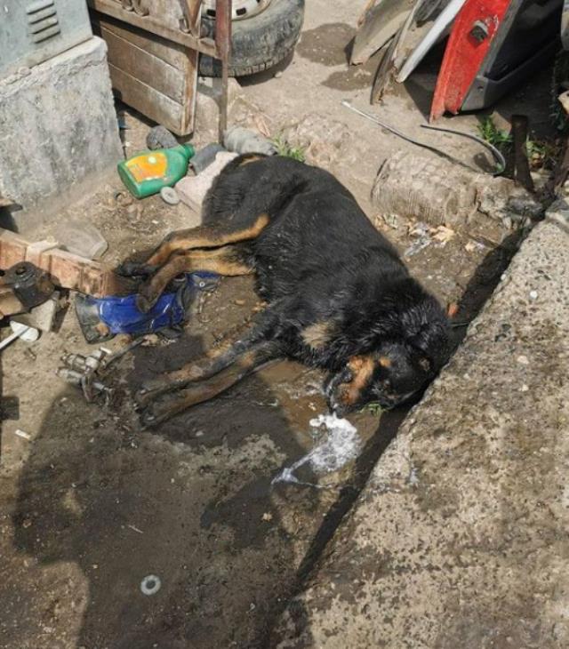 İnsanlığı sorgulatan olay! Zehirlenen köpekler, titreyerek can verdi