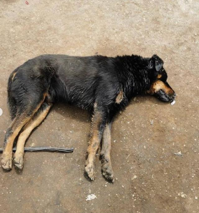 İnsanlığı sorgulatan olay! Zehirlenen köpekler, titreyerek can verdi