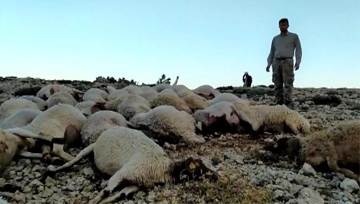 Kahramanmaraş\'ta yıldırım düştü 86 koyun telef oldu